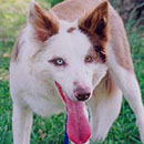Tyce was adopted in 2004. 